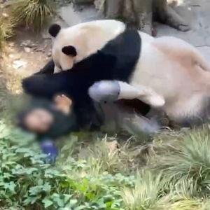 重庆动物园爆料新闻视频,神秘动物亮相，揭秘背后故事  第3张